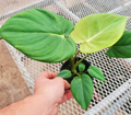 4" Philodendron Orange Marmalade